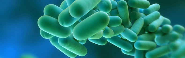 WEB-stop-legionella-batterio